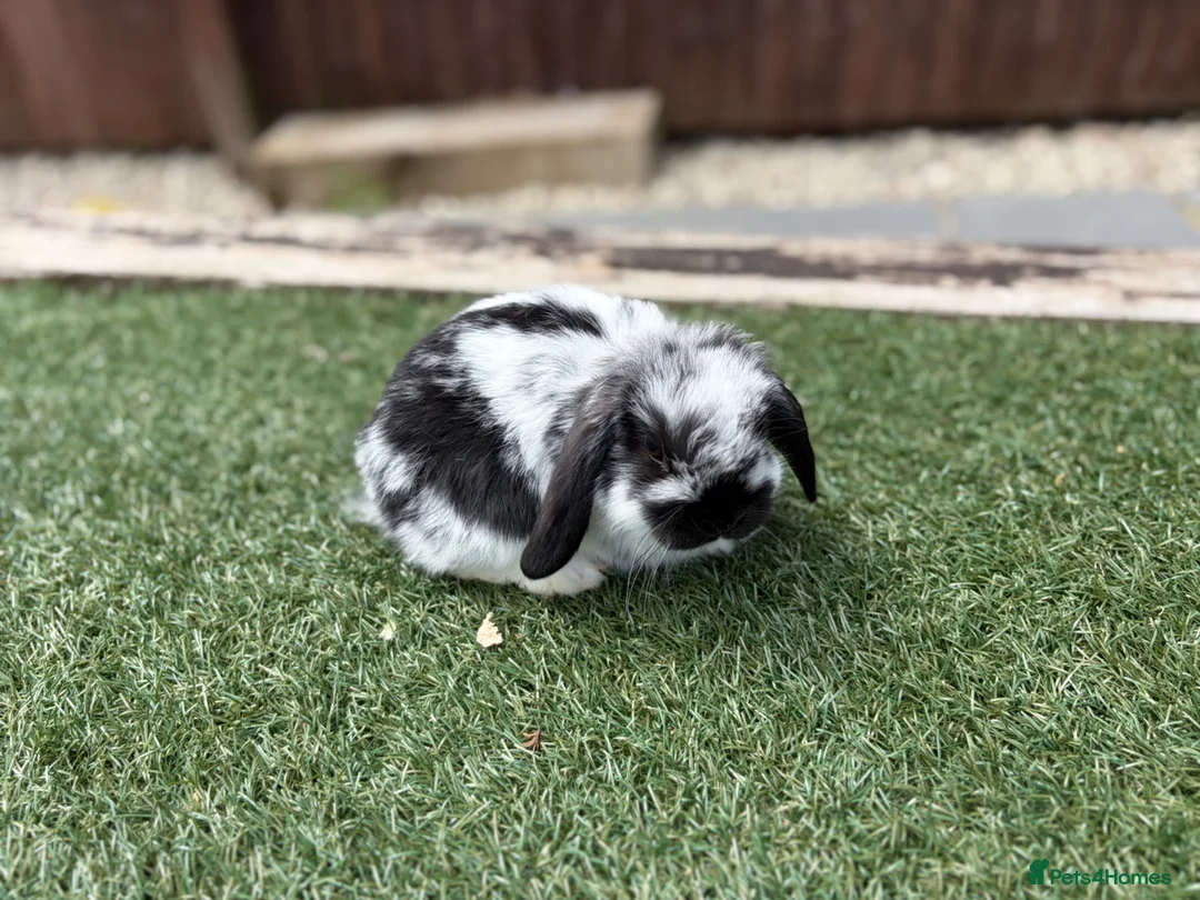 Mini Lop rabbits for sale: Gorgeous baby mini lops  - Advert 2