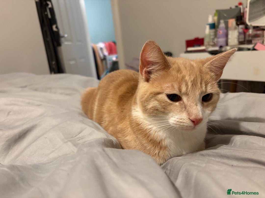 Mixed Breed cats for sale: Ginger cat available  - Advert 2