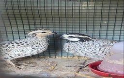 Quail poultry for sale: Beautiful coturnix, CPQ and bobwhite quails - Image 27