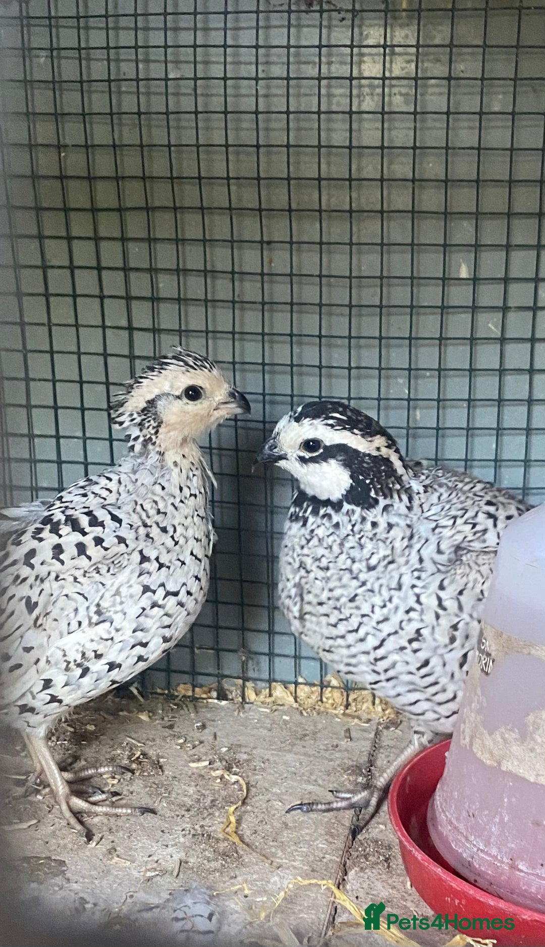 Quail poultry for sale: Beautiful coturnix, CPQ and bobwhite quails - Image 27