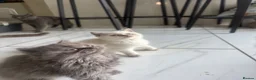 British Shorthair cats for sale: British shorthair and longhair kittens - Advert 17