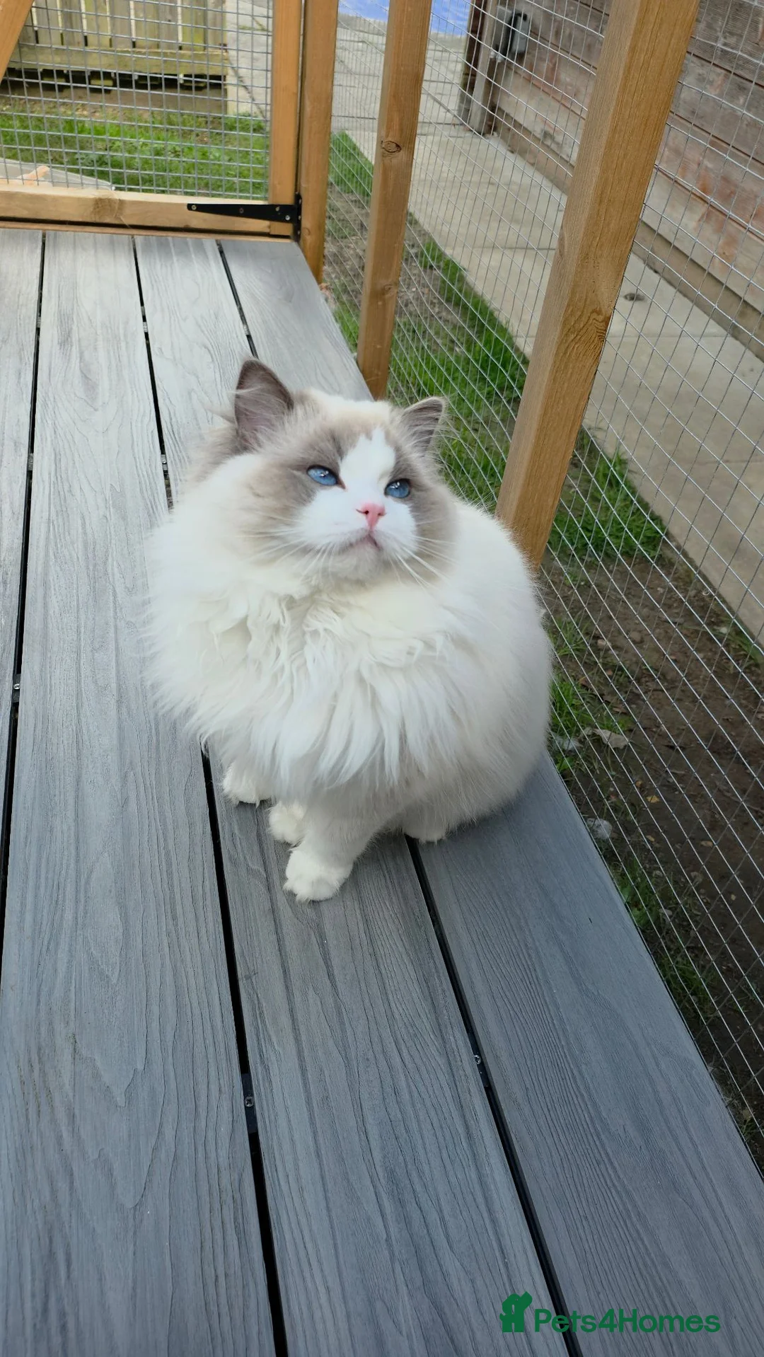 Ragdoll cats for sale: Ragdoll cats -  beautiful inside and out 😻 - Advert 1