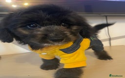 Cockapoo dogs for sale: Cockapoo F2 beautiful puppies ready to go  - Image 23