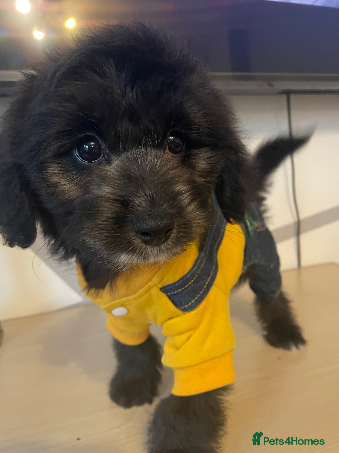 Cockapoo dogs for sale: Cockapoo F2 beautiful puppies ready to go  - Image 23