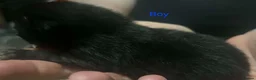 British Shorthair cats for sale: 3 Black/ghost tabby kittens - Advert 18