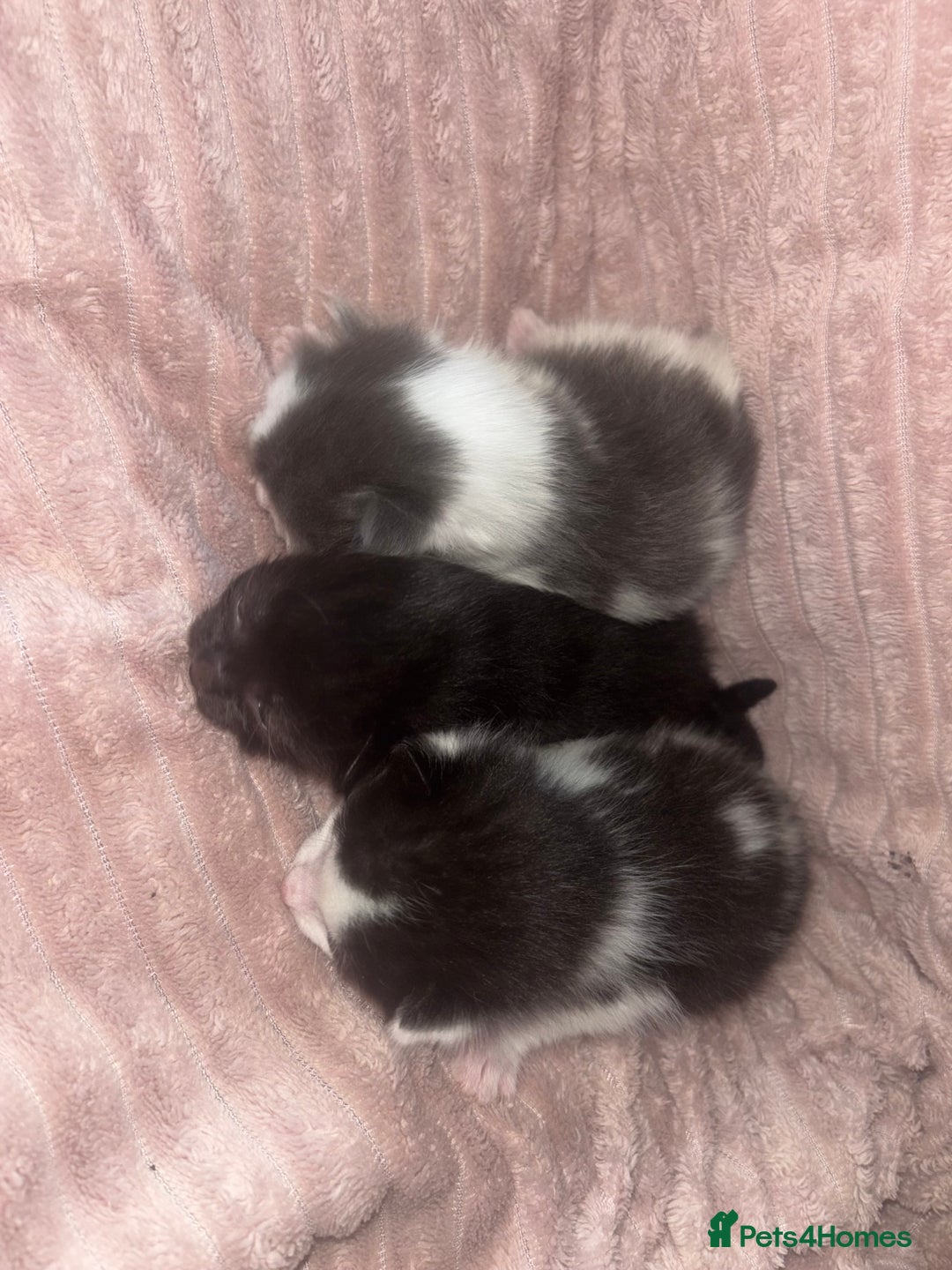 Mixed Breed cats for sale: Kittens - Image 2