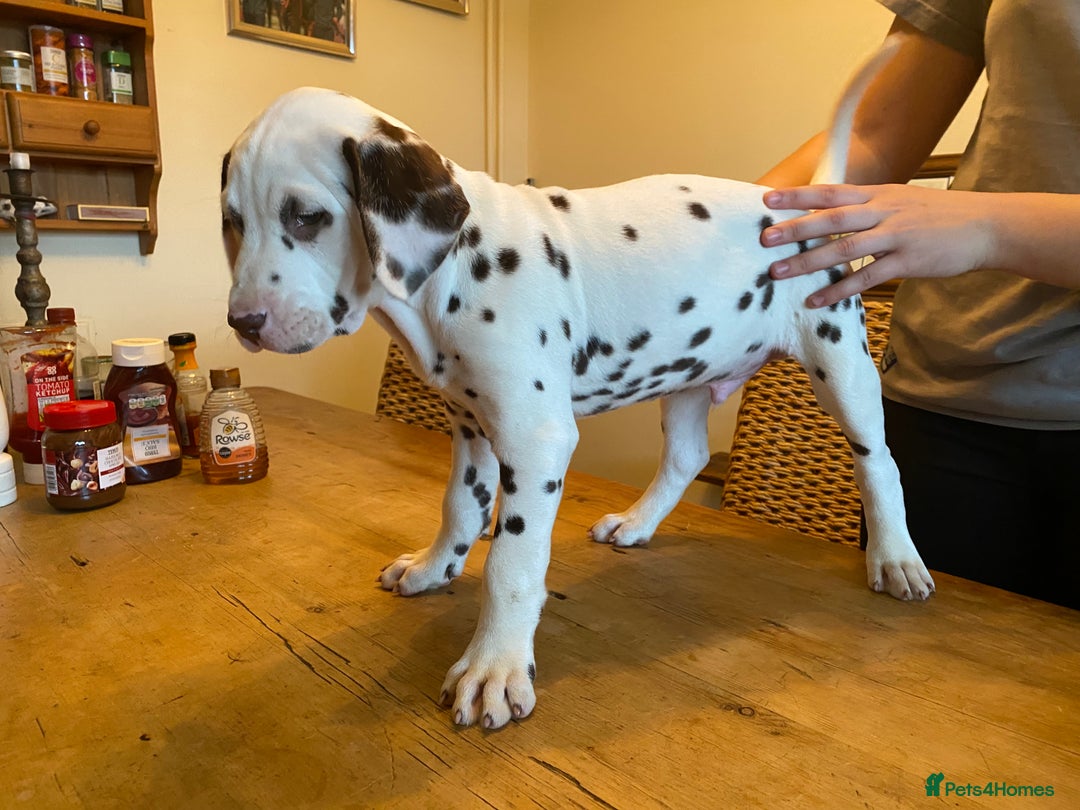 Dalmatian dogs for sale: Absolutely stunning liver puppy  - Image 22