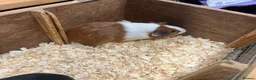 Guinea Pig rodents for sale: Male/Boars Dutch guinea pigs - Advert 9