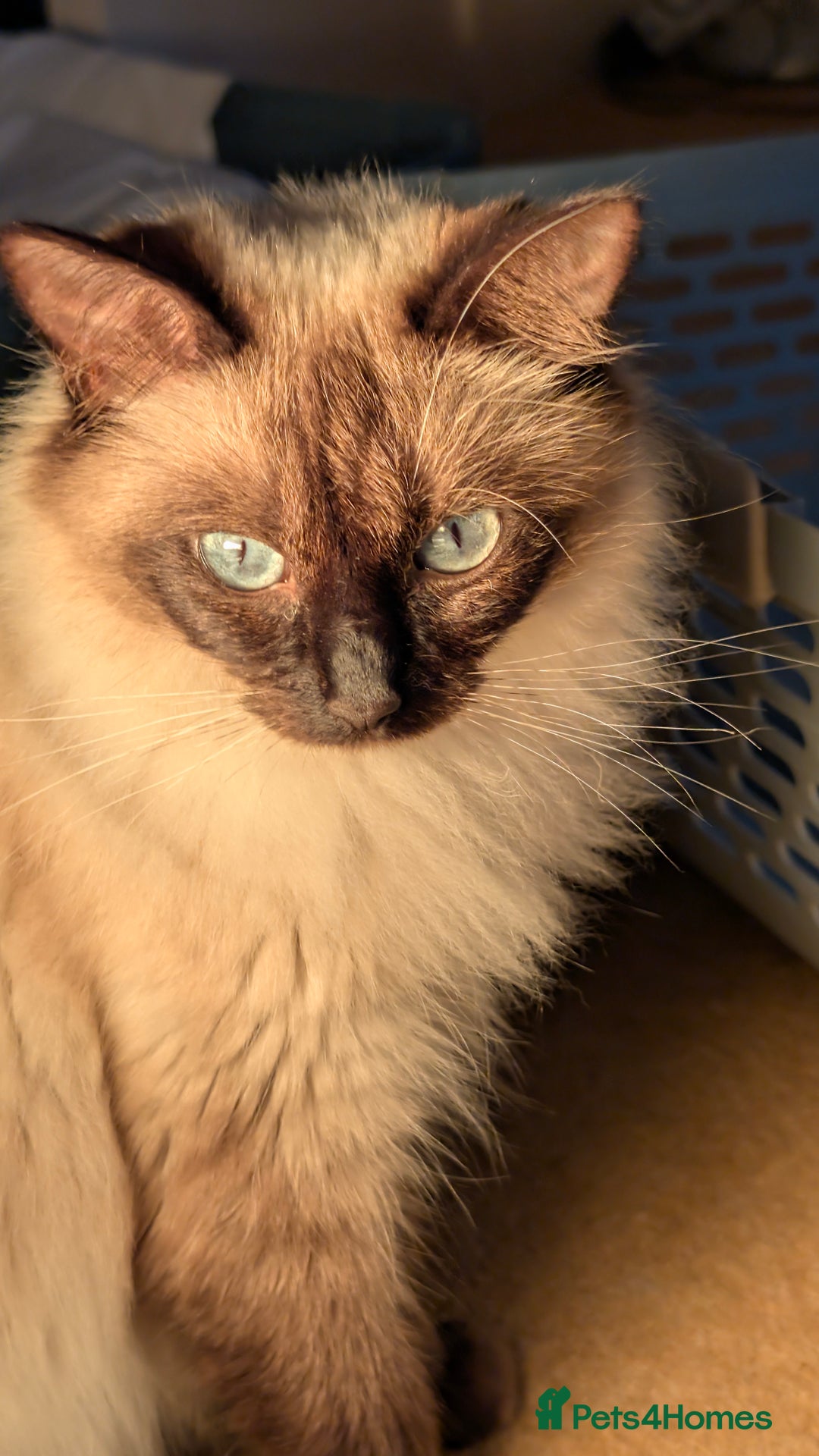 Ragdoll cats for sale: Beautiful Playful Ragdoll Kittens - Advert 2