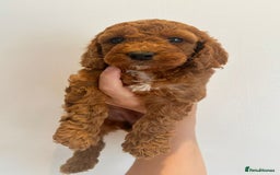 Cockapoo dogs for sale: Beautiful f1b chocolate and red cockapoo pups 🐶  - Image 9