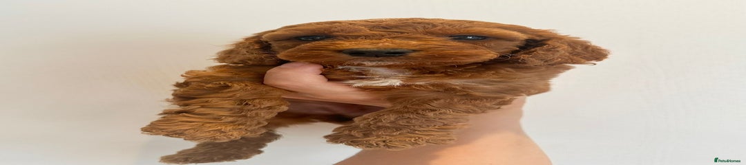 Cockapoo Puppy 8