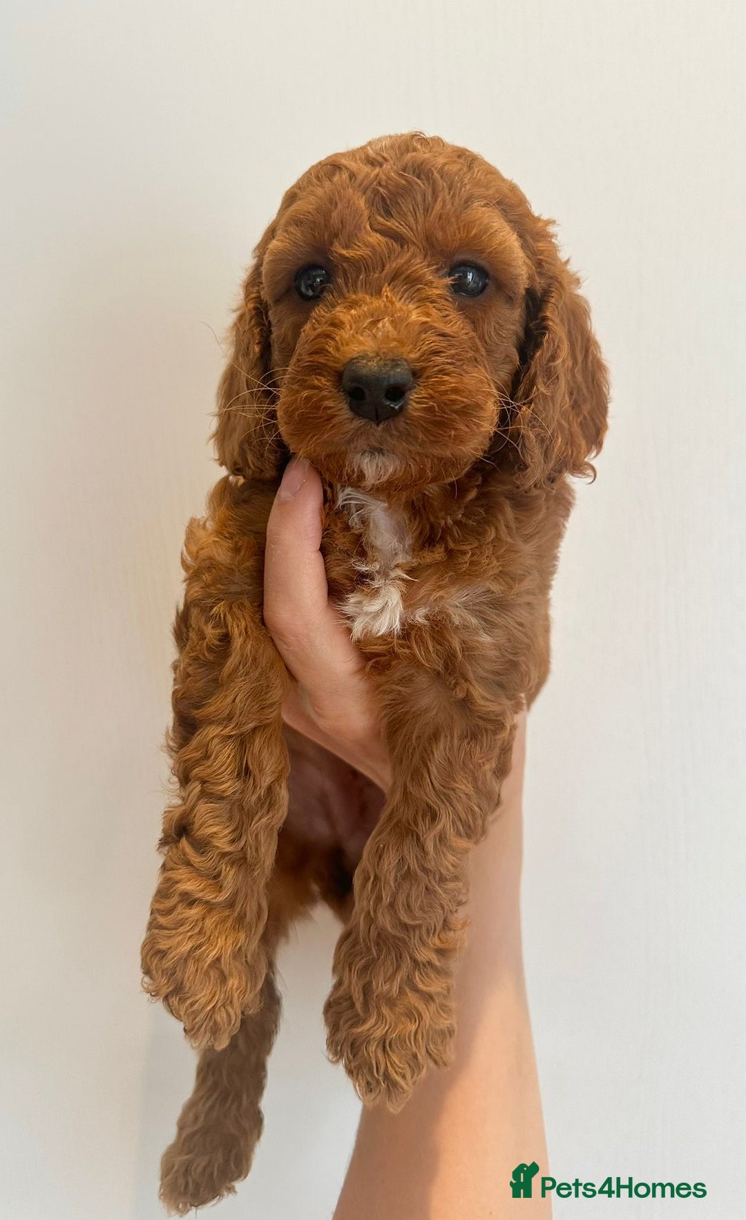 Cockapoo dogs for sale: Beautiful f1b chocolate and red cockapoo pups 🐶  - Image 9