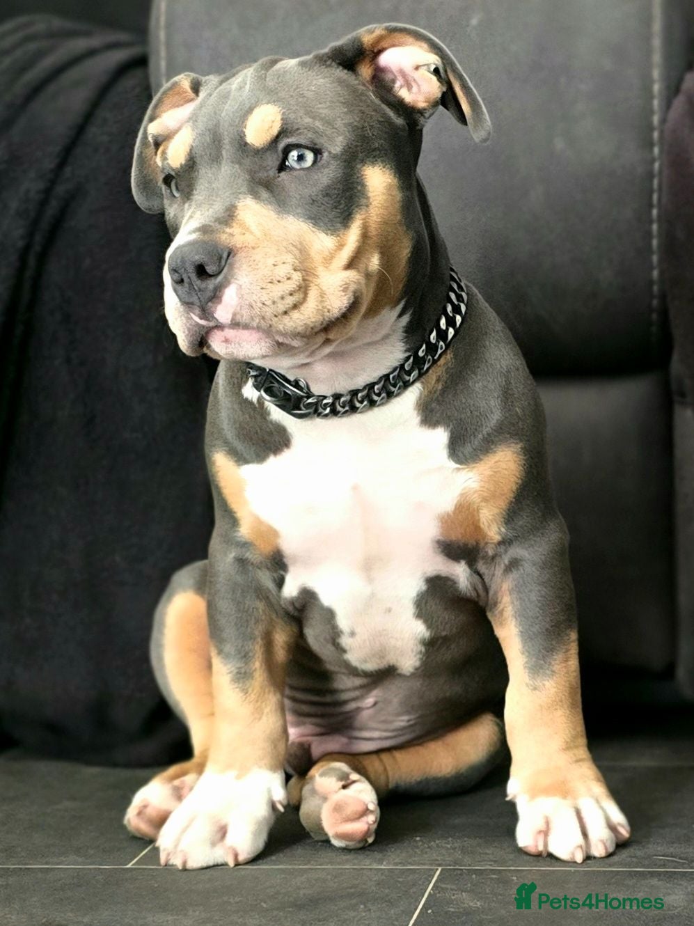 American Bully dogs 🏆🩸ABKC American pocket bully 🔥 - Advert 11