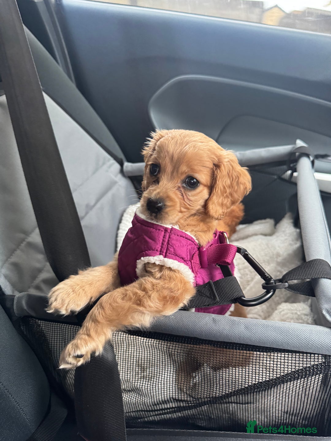 Cockapoo dogs for sale: Cockapoo Puppy Girl - Advert 9