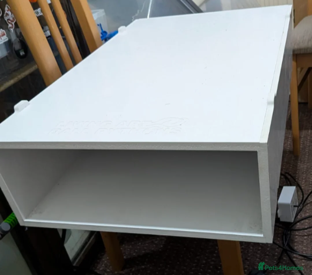 Python Snake reptiles for sale: Rack system with royals  - Advert 2