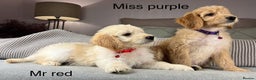 Goldendoodle dogs for sale: ABSOLUTELY GORGEOUS DOODLES  - Advert 26