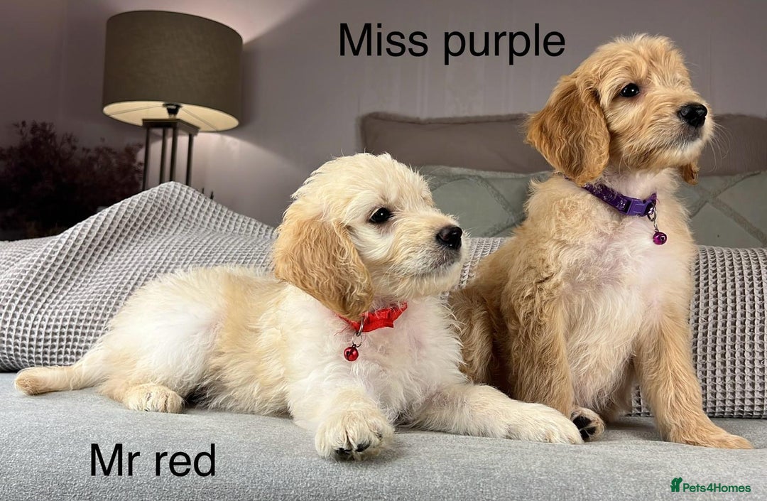Goldendoodle dogs for sale: ABSOLUTELY GORGEOUS DOODLES  - Advert 26