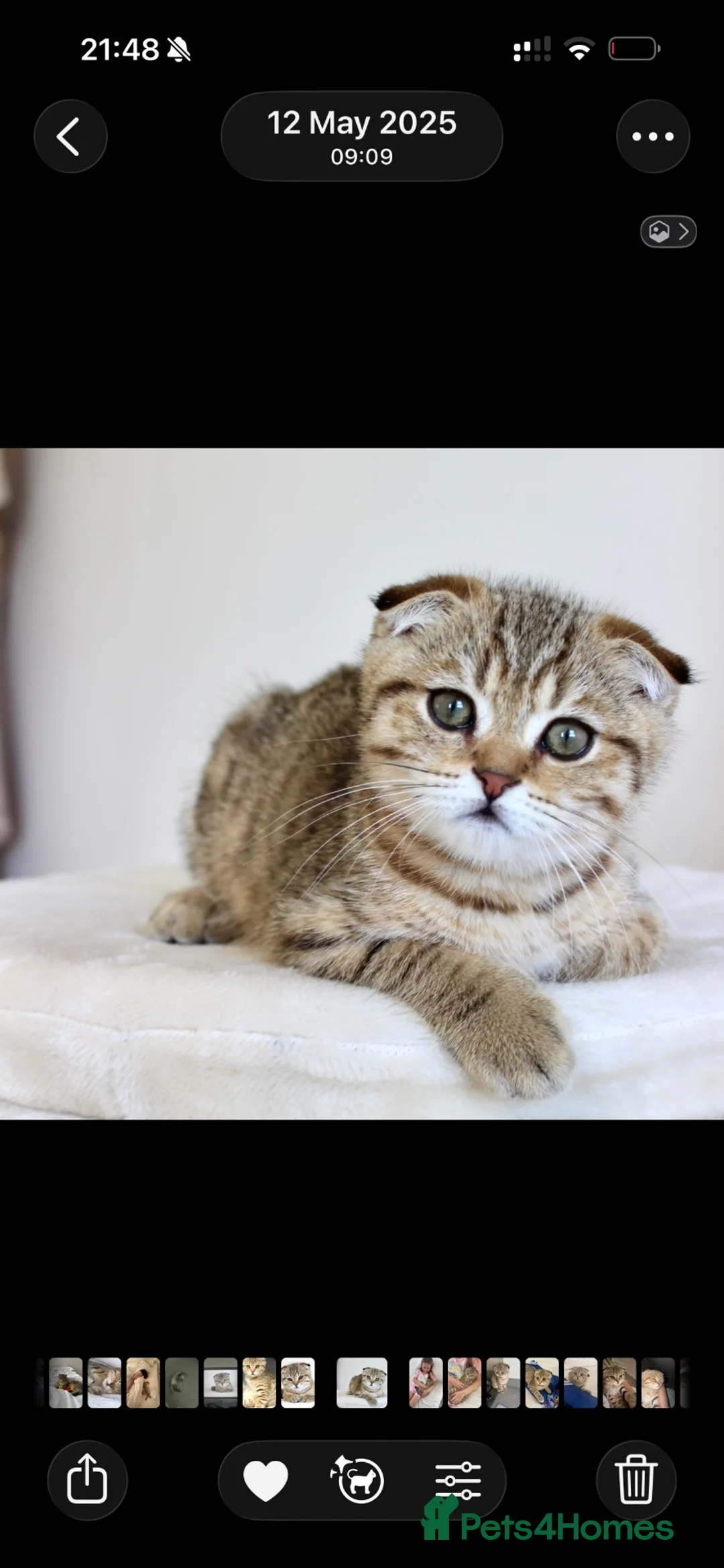 Scottish Fold cats for stud: Scottish Fold For Stud   in Leighton Buzzard - Advert 4