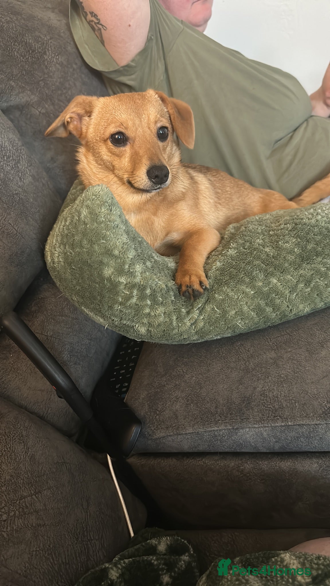 Mixed Breed dogs Beautiful boy seeking home - Advert 3