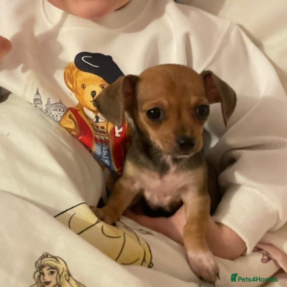 Mixed Breed dogs Reduced 1 girl left Chihuahua X dachshund puppies  - Advert 9