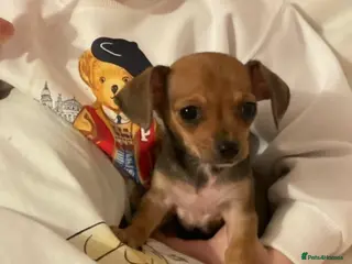 Mixed Breed dogs Reduced 1 girl left Chihuahua X dachshund puppies - Advert 9