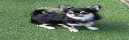Chihuahua dogs for sale: Longcoat chihuahuas - Advert 6