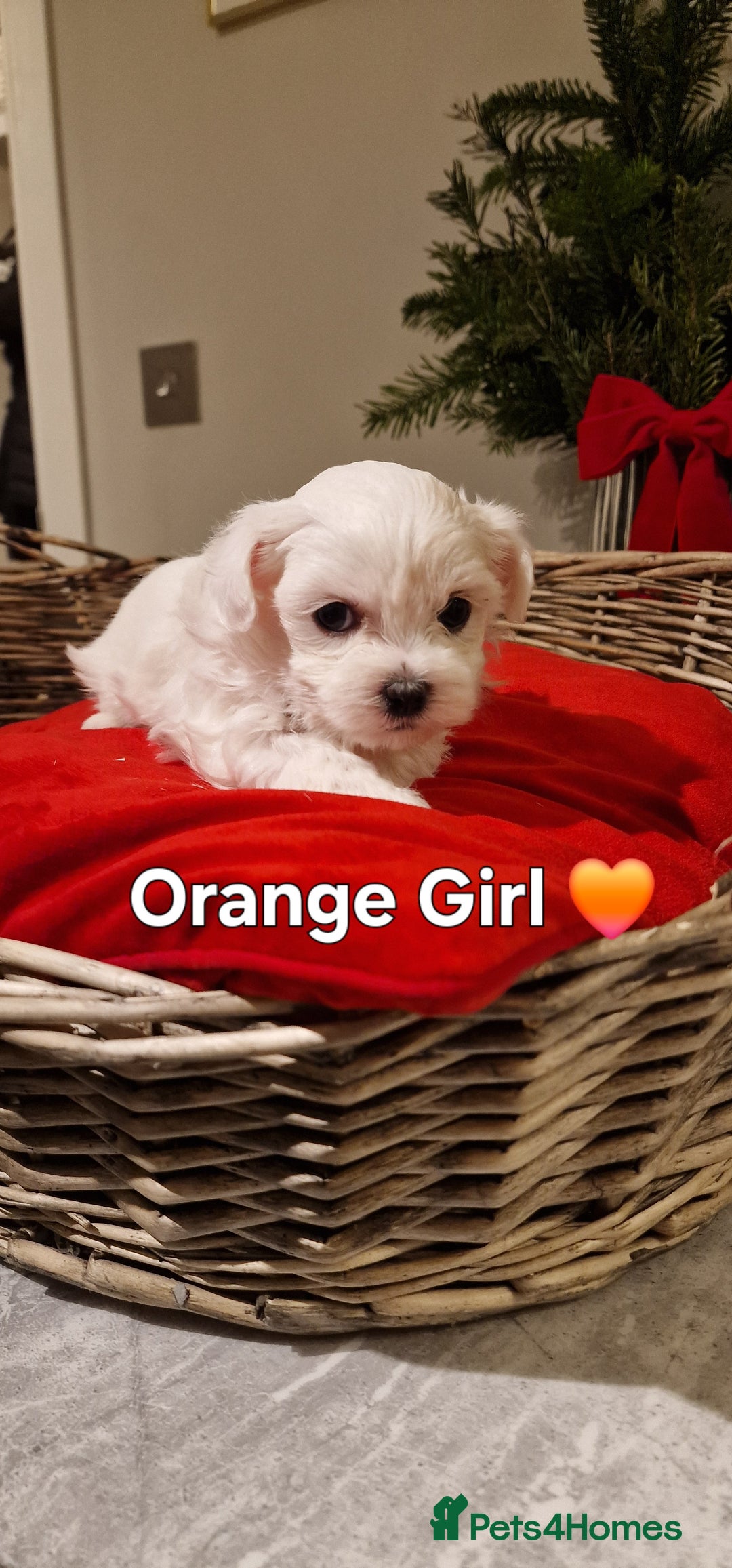 Maltese dogs for sale: 🐶🤍 Beautiful Maltese Girl Puppies 🤍🐶 - Advert 6