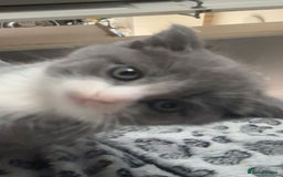 British Shorthair cats for sale: Adorable British Shorthair x Persian Kittens  - Image 24