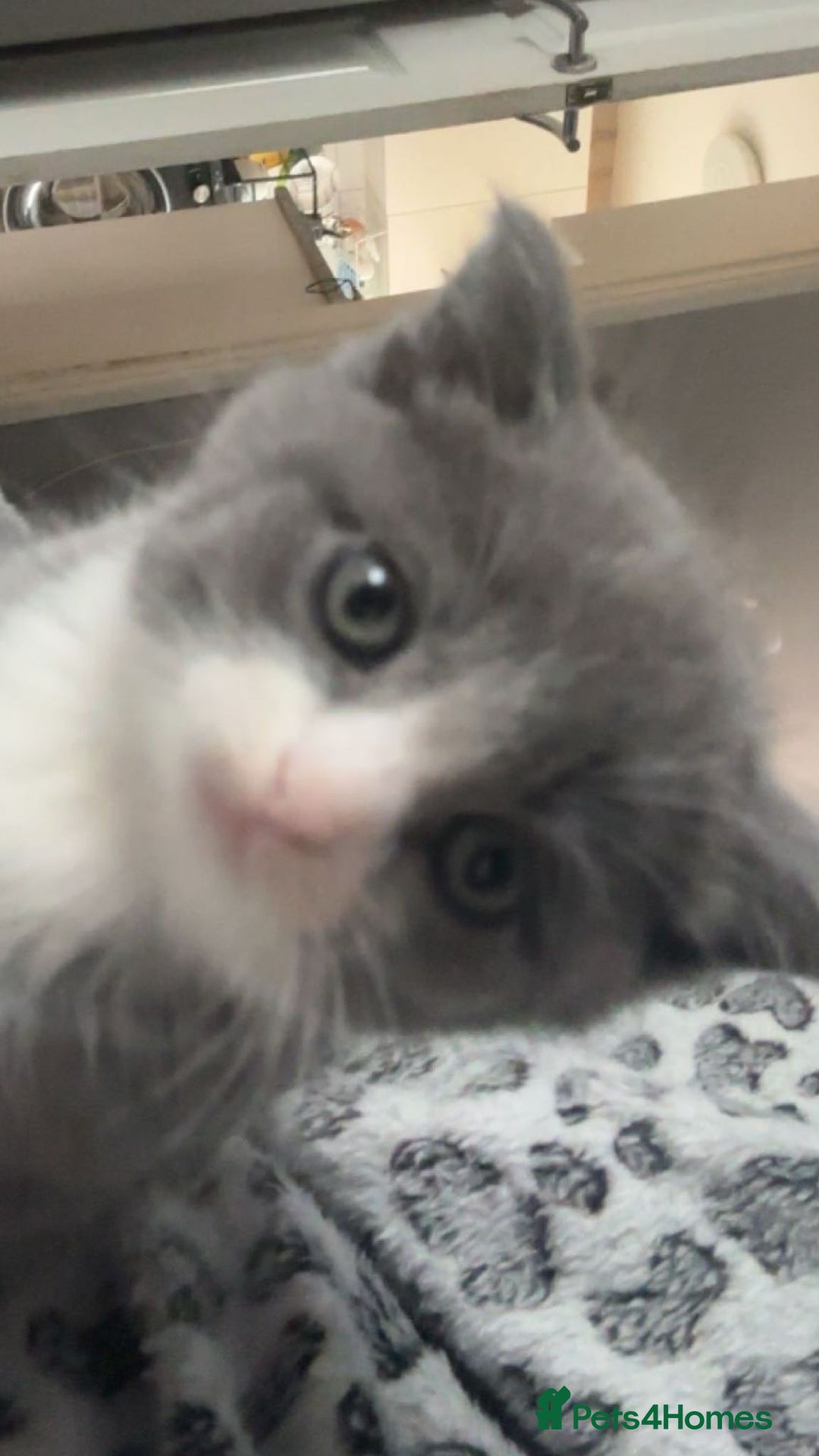 British Shorthair cats for sale: Adorable British Shorthair x Persian Kittens  - Image 24
