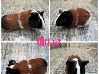 Guinea Pig rodents Mixture of Girl & Boy piggy’s looking for new laps - Advert 19