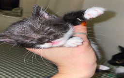 Mixed Breed cats for sale: Tuxedo kittens for sale  - Image 5