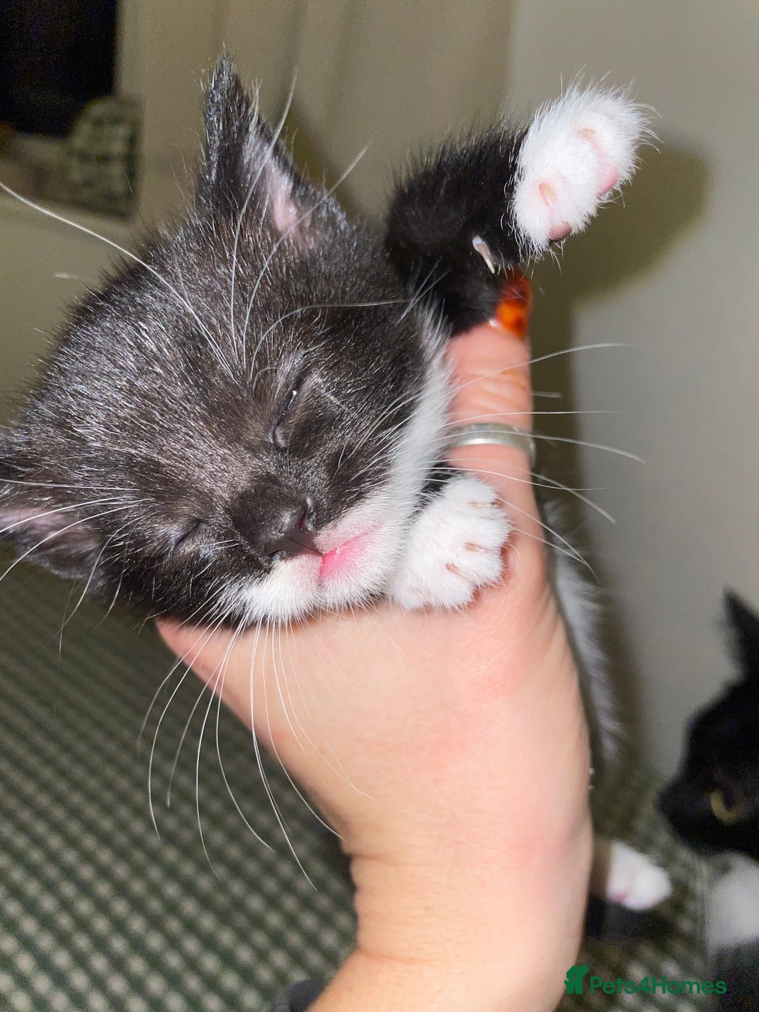 Mixed Breed cats for sale: Tuxedo kittens for sale  - Image 5