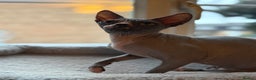 Sphynx cats for sale:  Boy Blue Bicolour - Advert 2