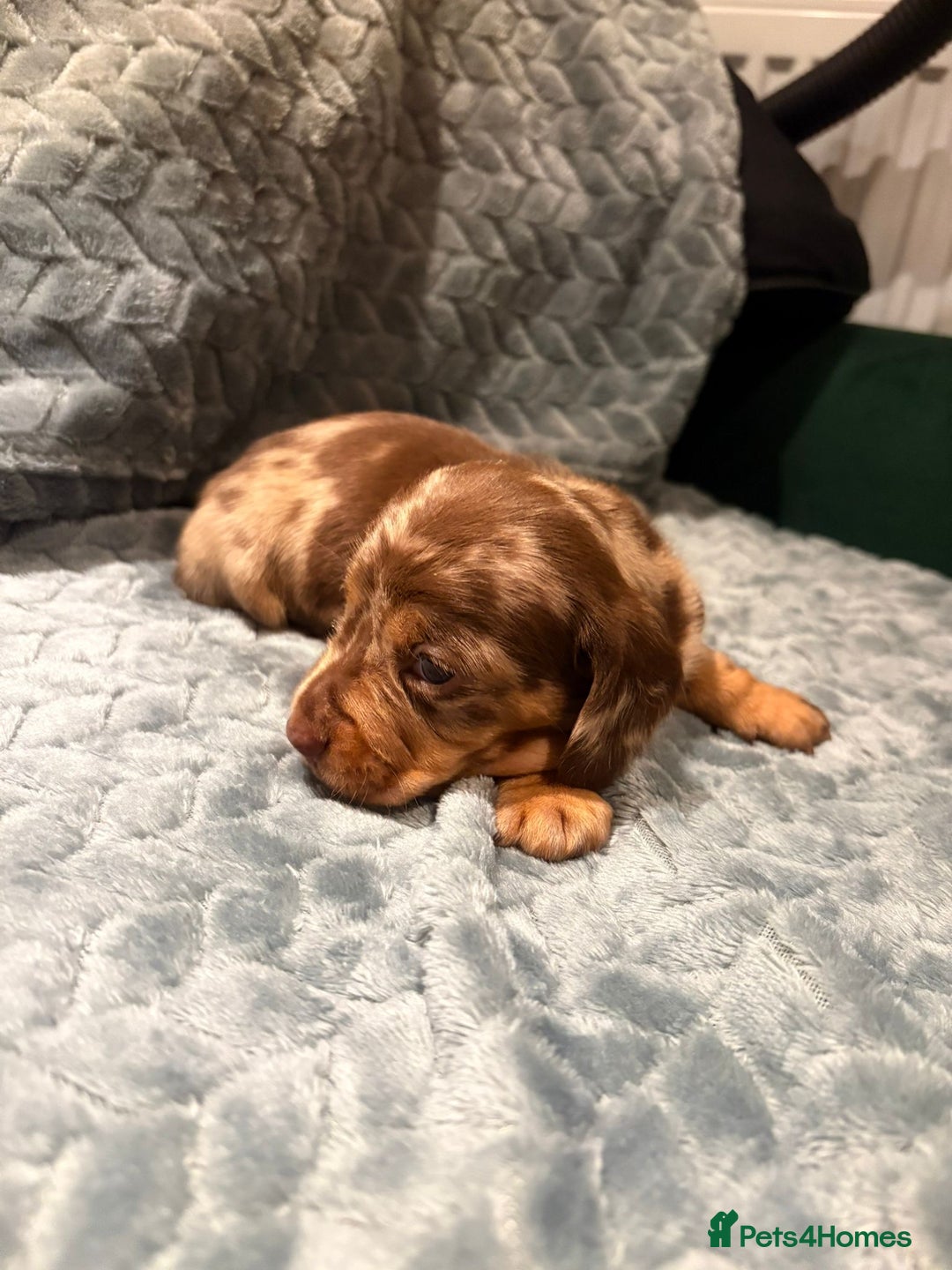 Miniature Dachshund dogs for sale: ✨ Miniature Dachshund Puppies ✨ - Advert 10