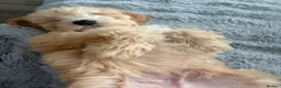 Australian Labradoodle dogs for sale: 🐾 Australian Labradoodle Puppies Available Now 🐾 - Advert 3