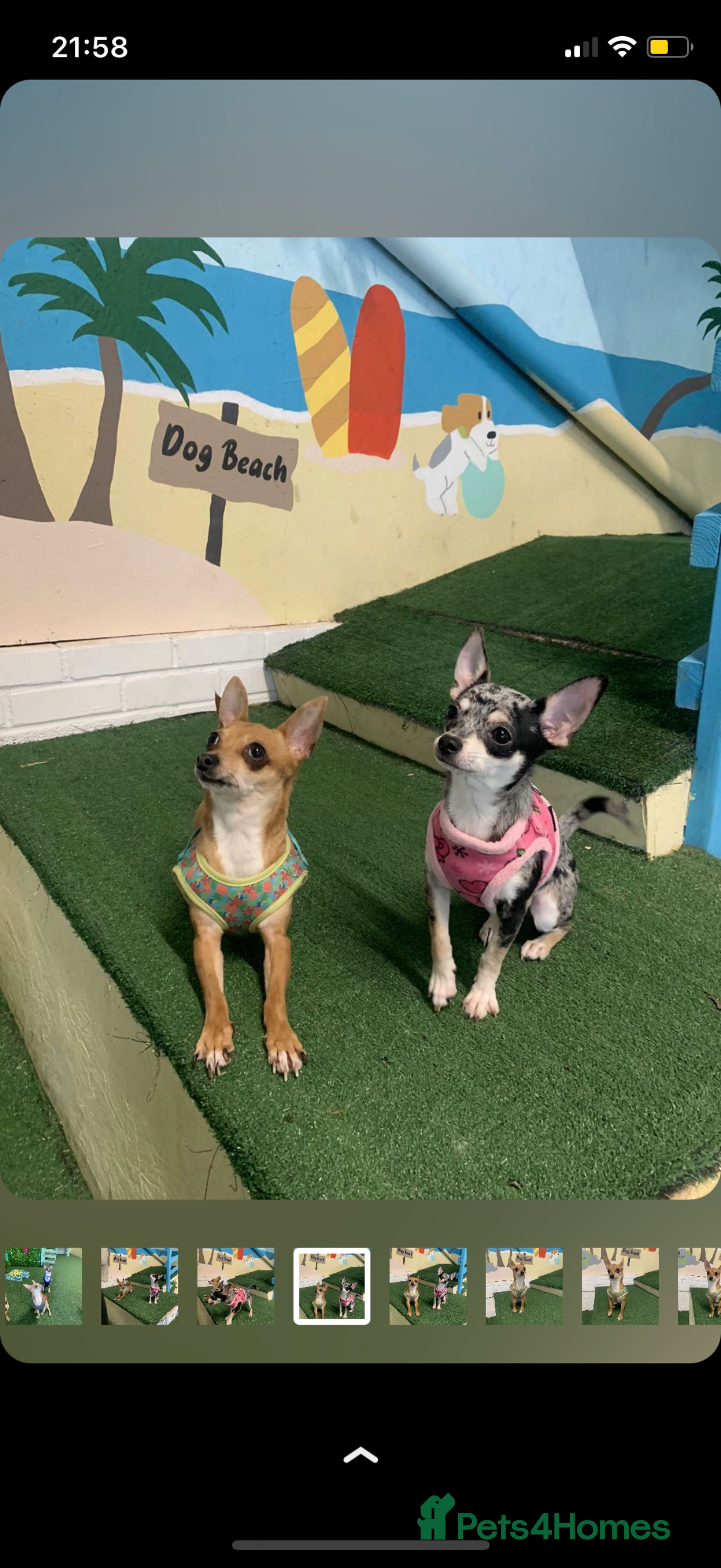 Chihuahua dogs Mum and daughter chihuahuas  - Advert 13