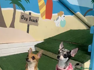 Chihuahua dogs Mum and daughter chihuahuas - Advert 13