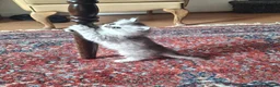 Persian cats for sale: Persian chinchilla  - Advert 1