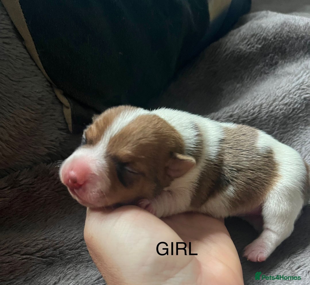 Jack Russell dogs for sale: ** Stunning Pure Miniature Jack Russell Pups ** - Image 16