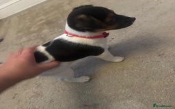 Jack Russell dogs for sale: Jack Russell litter of 7 - Advert 29