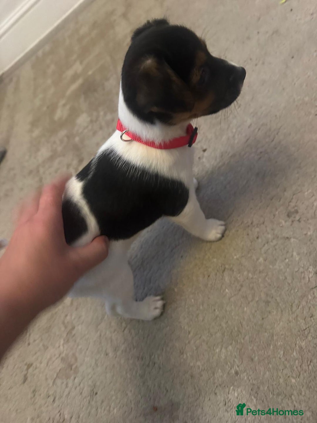 Jack Russell dogs for sale: Jack Russell litter of 7 - Advert 29