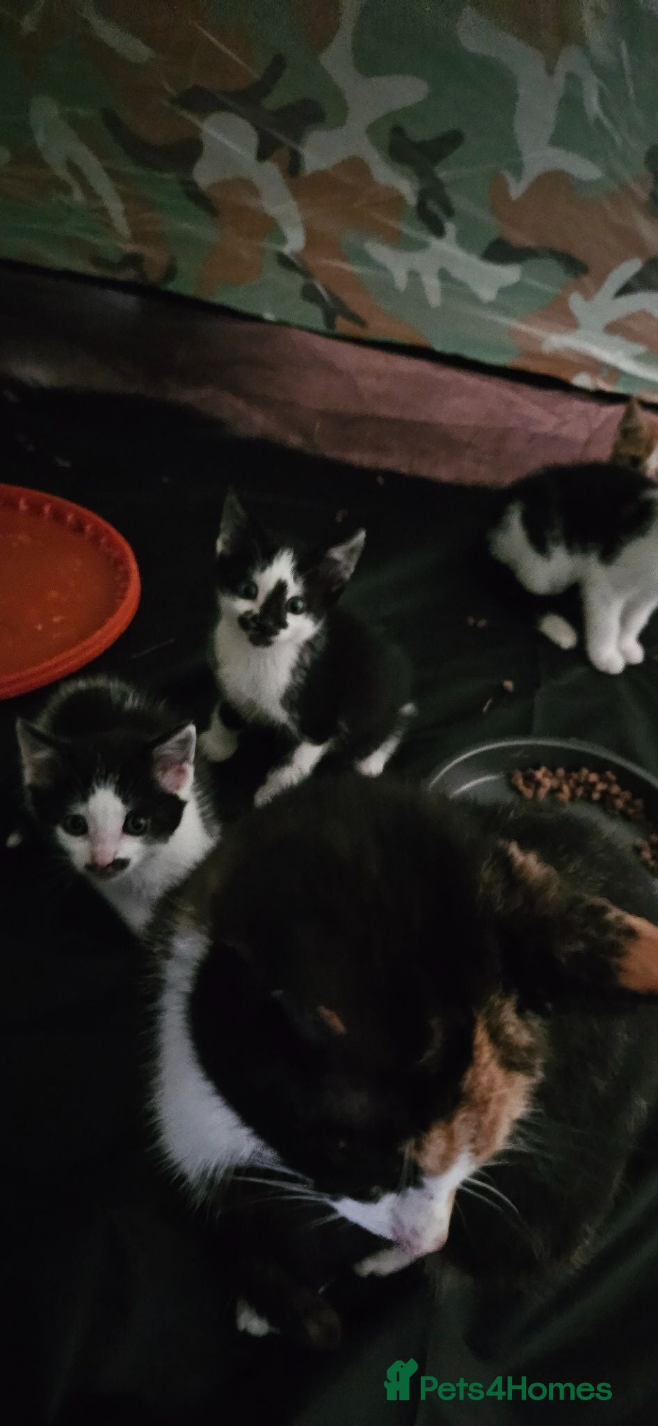 Mixed Breed cats Mixed breed kittens. - Advert 1