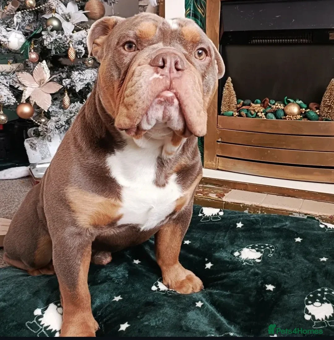 English Bulldog dogs for stud: Handsome Lilac boy for Stud in Gravesend - Advert 9