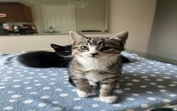 Mixed Breed cats for sale: 4 x Beautiful Adorable Kittens *Ready Now* - Image 8