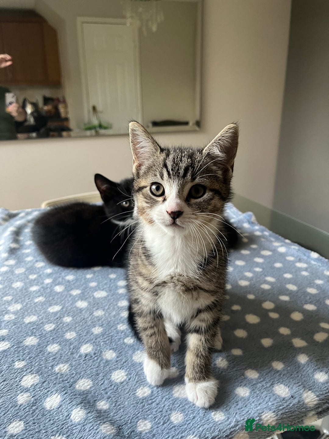 Mixed Breed cats for sale: 4 x Beautiful Adorable Kittens *Ready Now* - Image 8