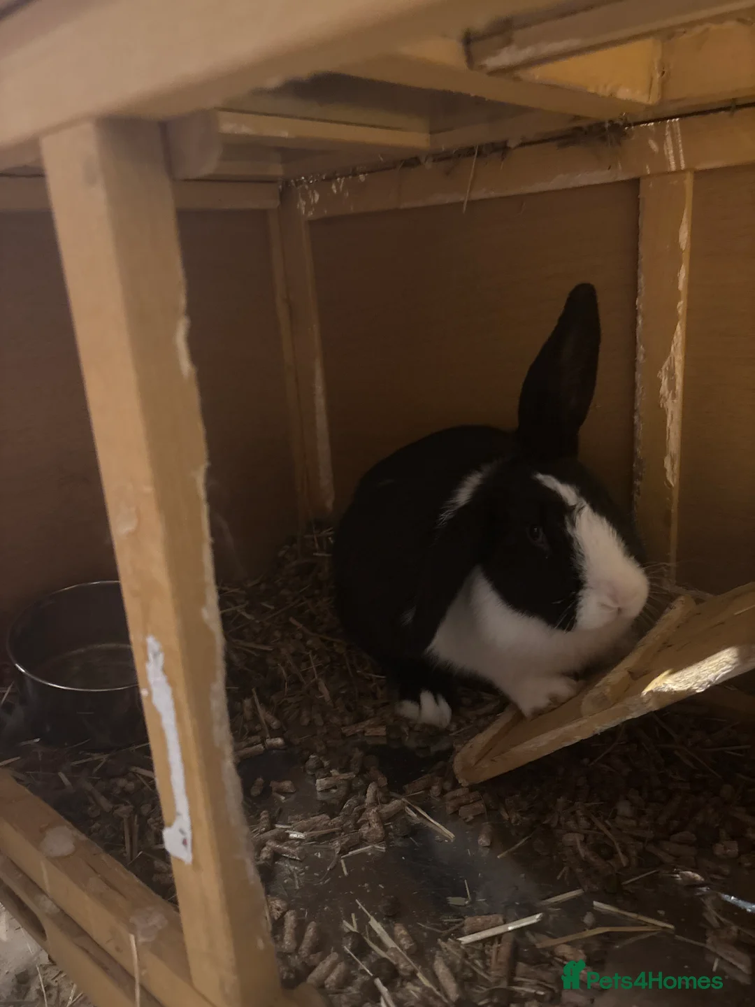 Rex rabbits for sale: Indigo lop mini Rex  in Purley - Advert 1