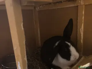 Rex rabbits Indigo lop mini Rex - Advert 11