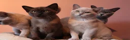 Burmese cats for sale: Beautiful Healthy Burmese  - Advert 9