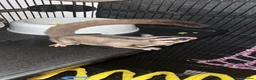 Sugar Glider rodents for sale: 2 female sugar glders in South Ockendon - Advert 35