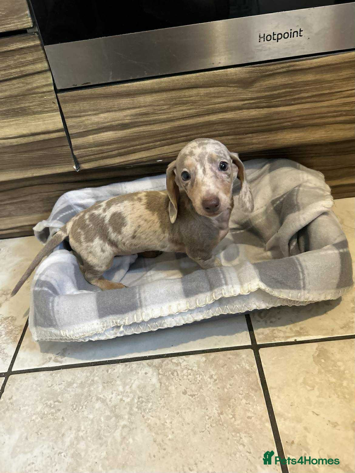 Miniature Dachshund dogs Miniature dachshund  - Advert 3